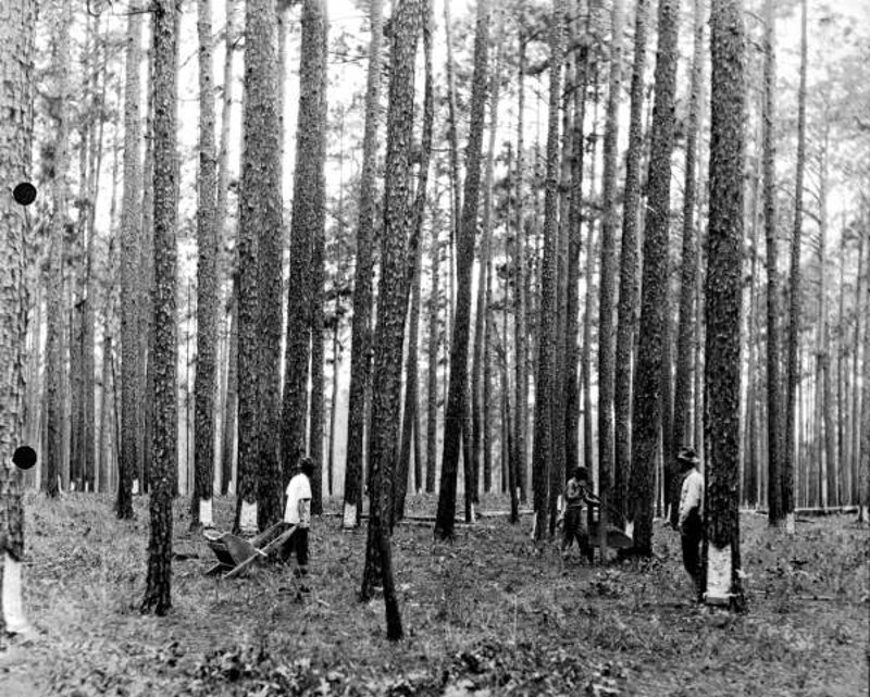 an old photograph depicting men scraping the bark off of pine trees
