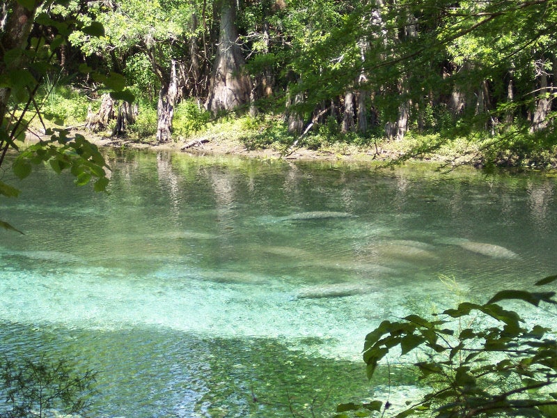 a large group of manatees is visible beneath light blue water