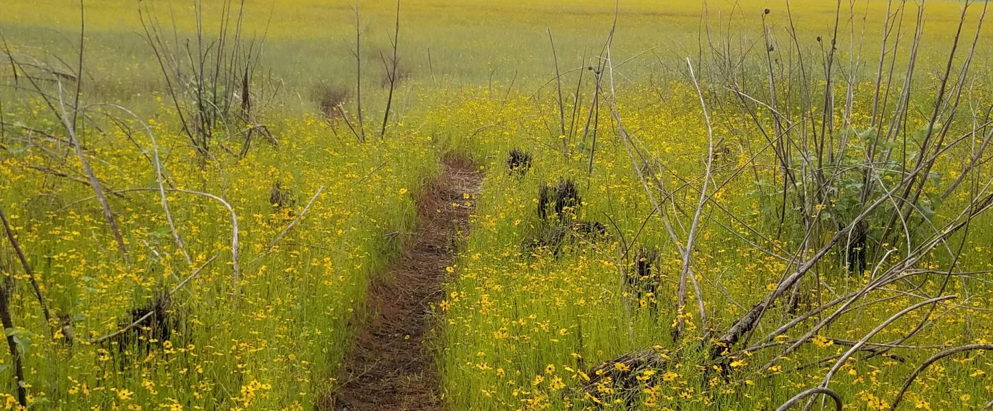 A small pathway in a field of yellow flowers