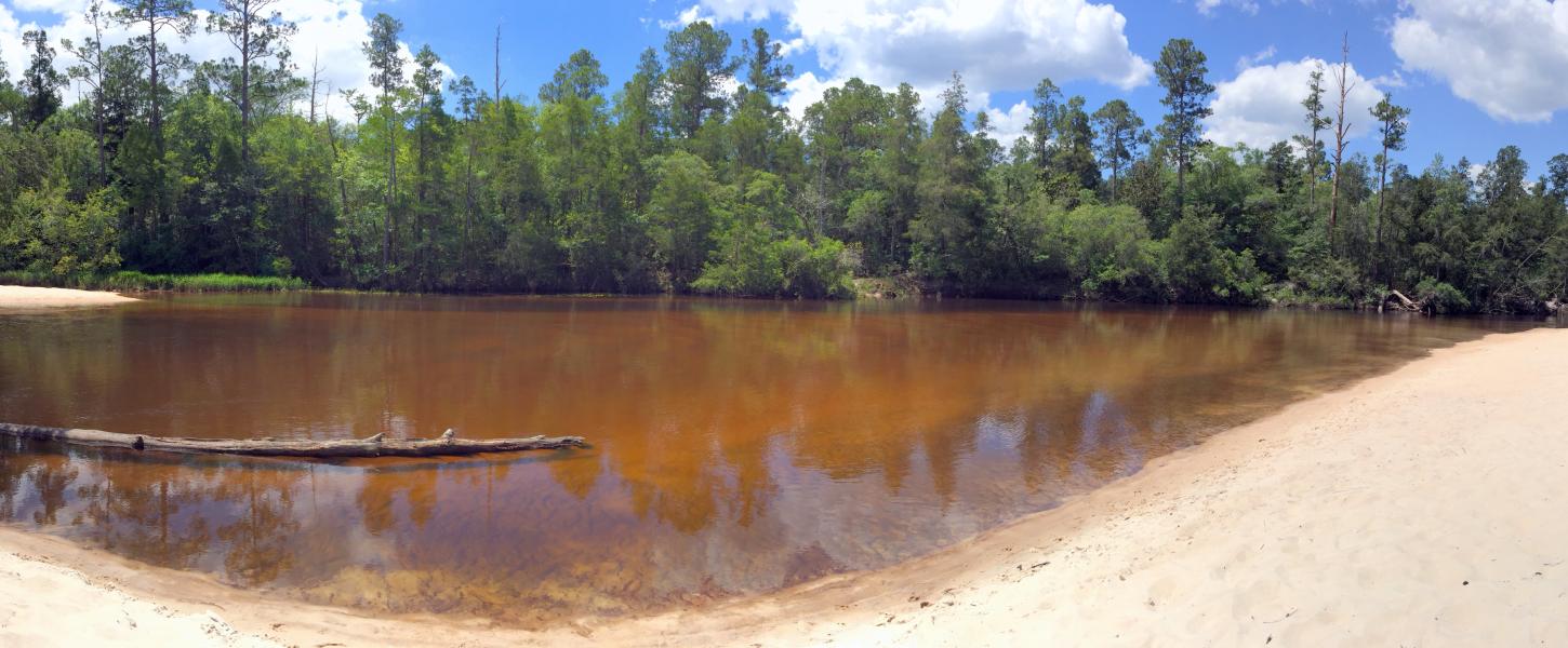 Geo, soil, trees, sediment, ecosystem