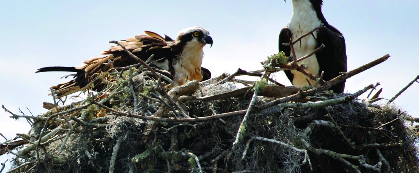 Two osprey on the nest.