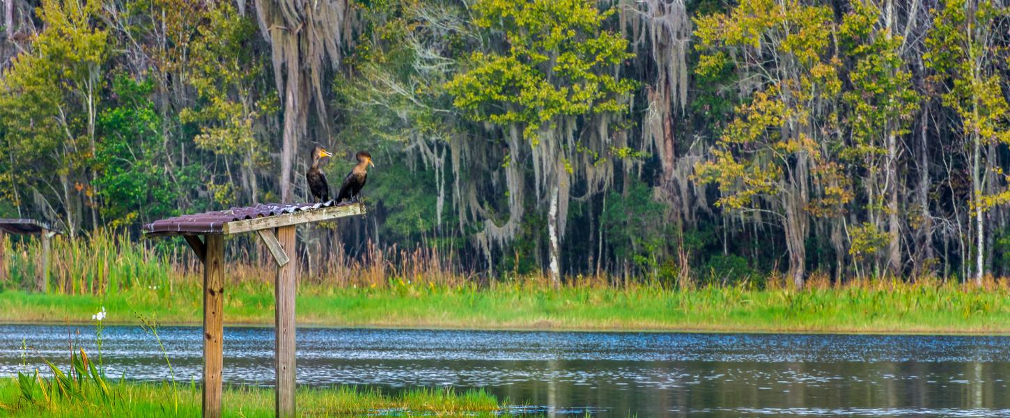 Two cormorants perched on a wooden post by the lake