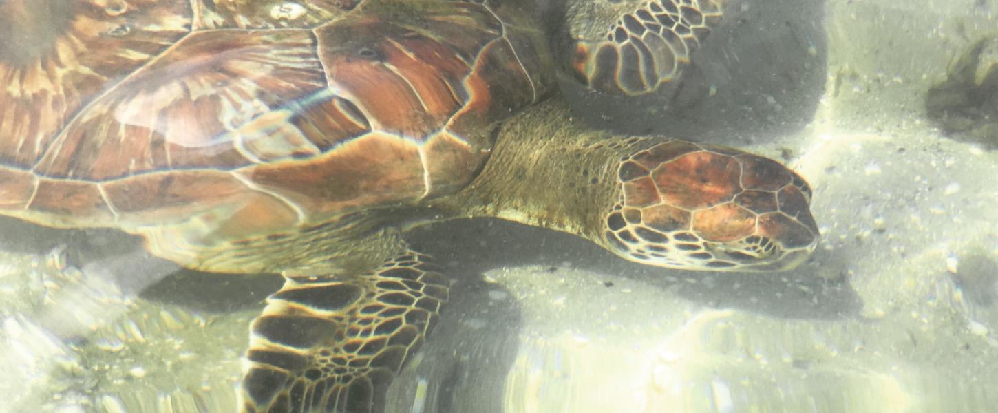 An underwater view of a sea turtle underwater.