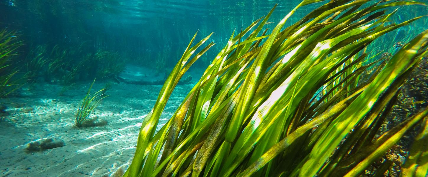 submerged clump of green river grass in a blue background of water