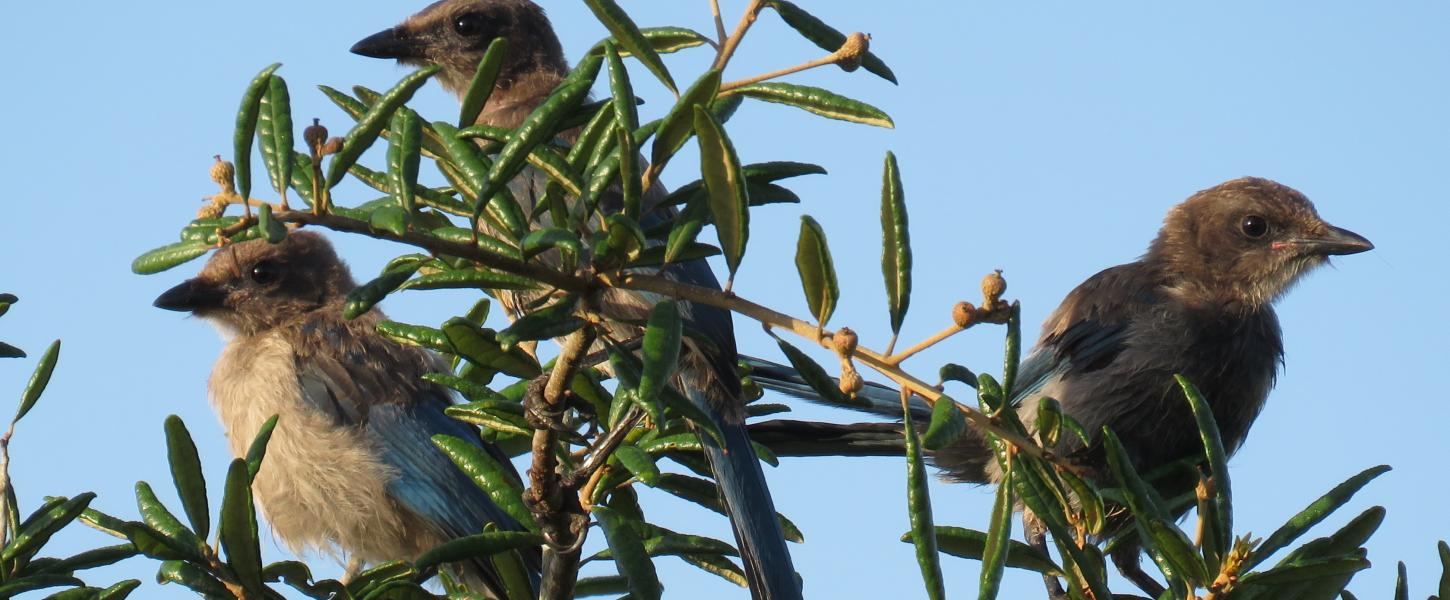 Three juvenile Florida scrub-jays perch in a sand live oak tree.