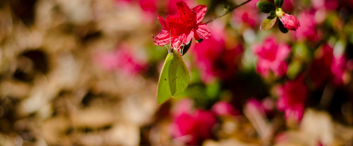 flowers, festival