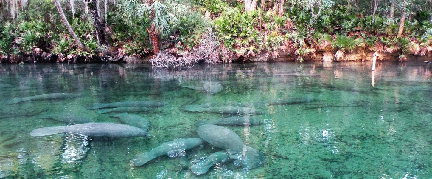 Manatees At Blue Spring State Park Florida State Parks