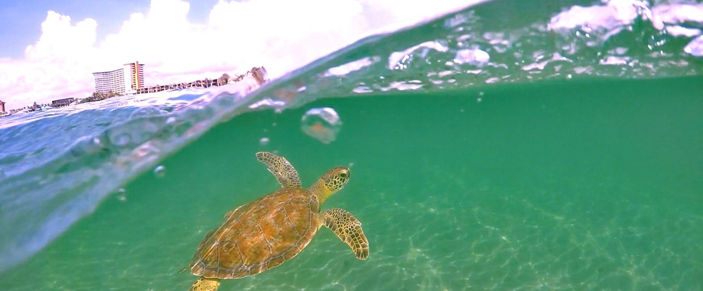 A green sea turtle swims underwater at John D MacArthur Beach State Park
