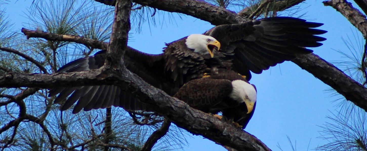 Birding, bird watching, rookery