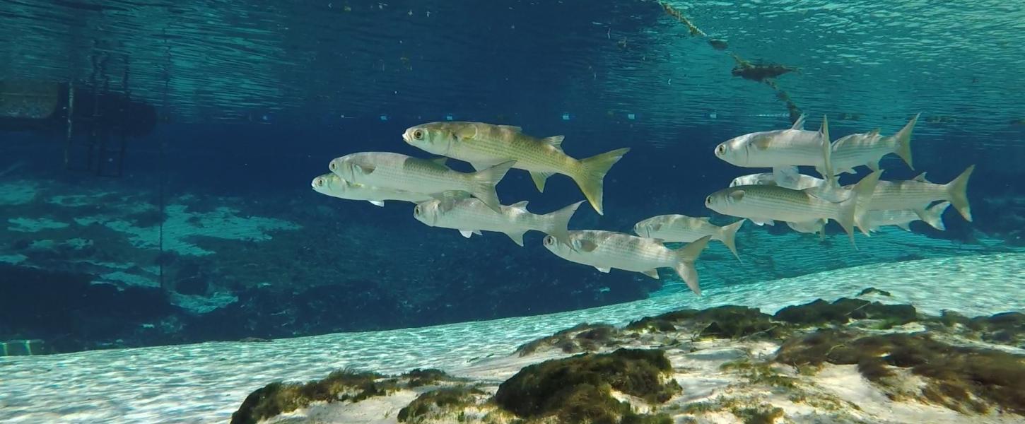 Fish Swimming in Weeki Wachee Springs