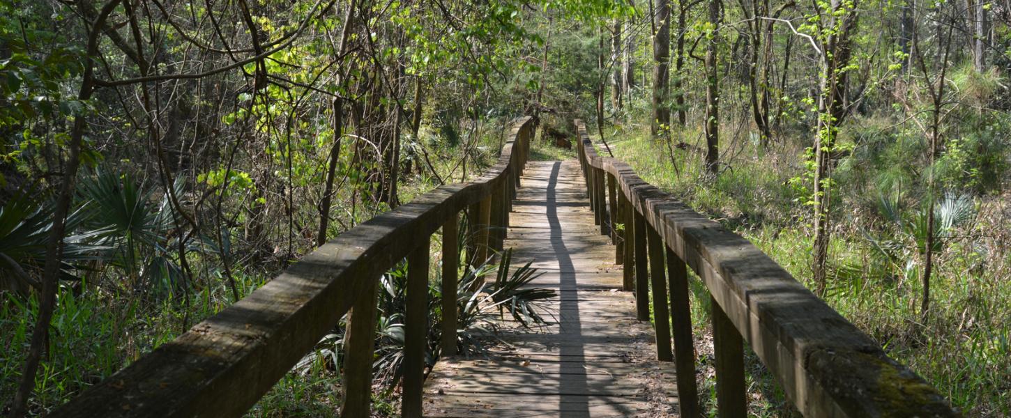 A trail in Torreya State Park.