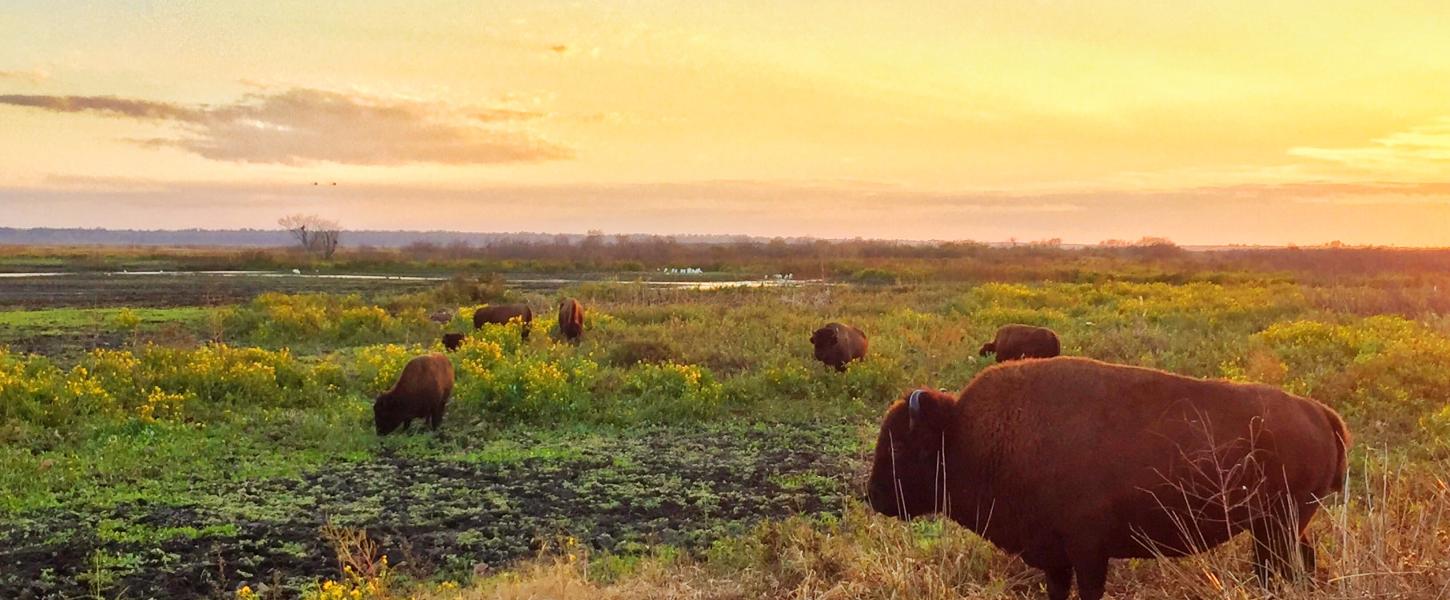 Bison graze at Paynes Prairie Preserve State PArk