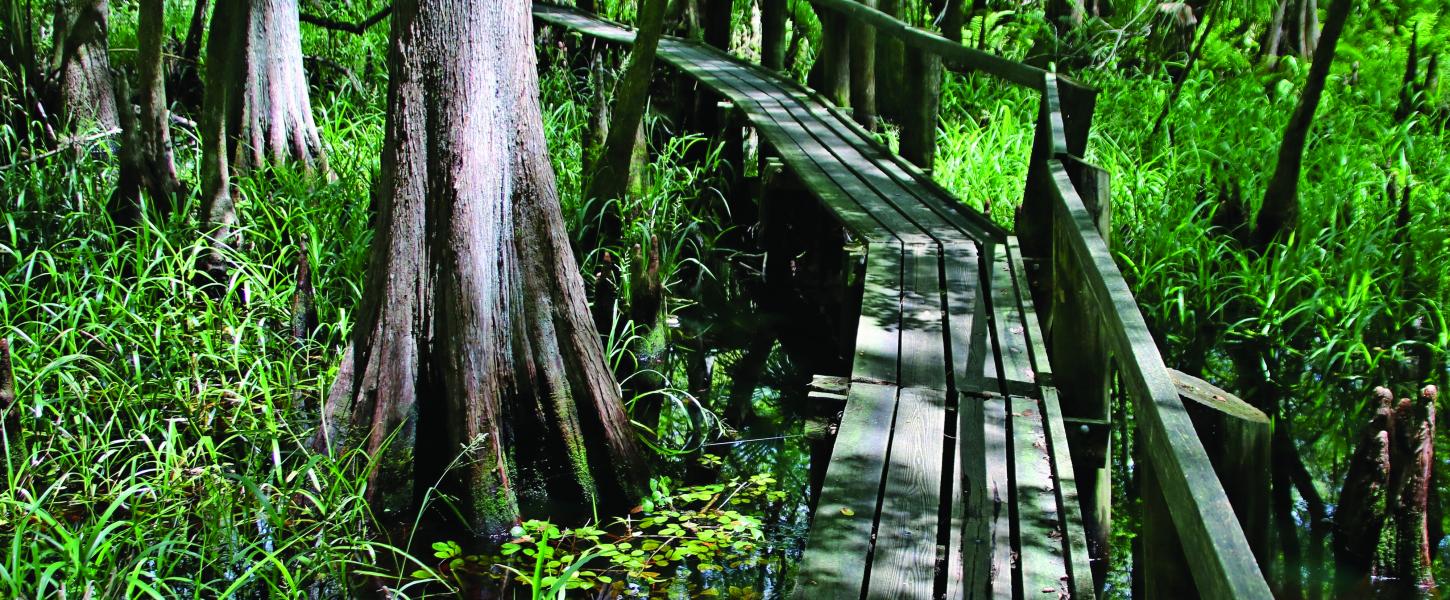 Highlands Hammock single-person boardwalk through the park