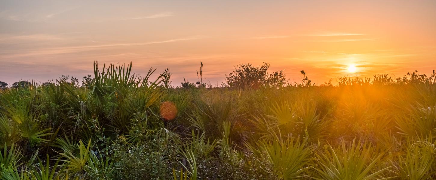 A view of the grasslands at sunset.