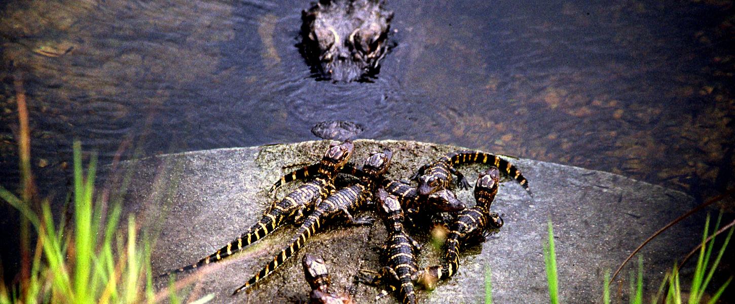 A mother alligator keeps watch over her babies.