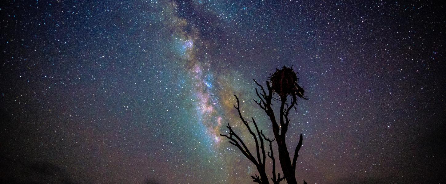 Kissimmee Prairie Preserve State Park