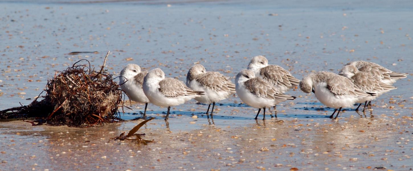 Sandpipers on the shore