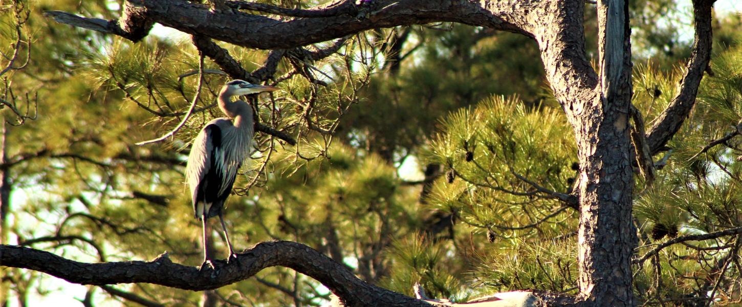 A bird perched on a tree branch.