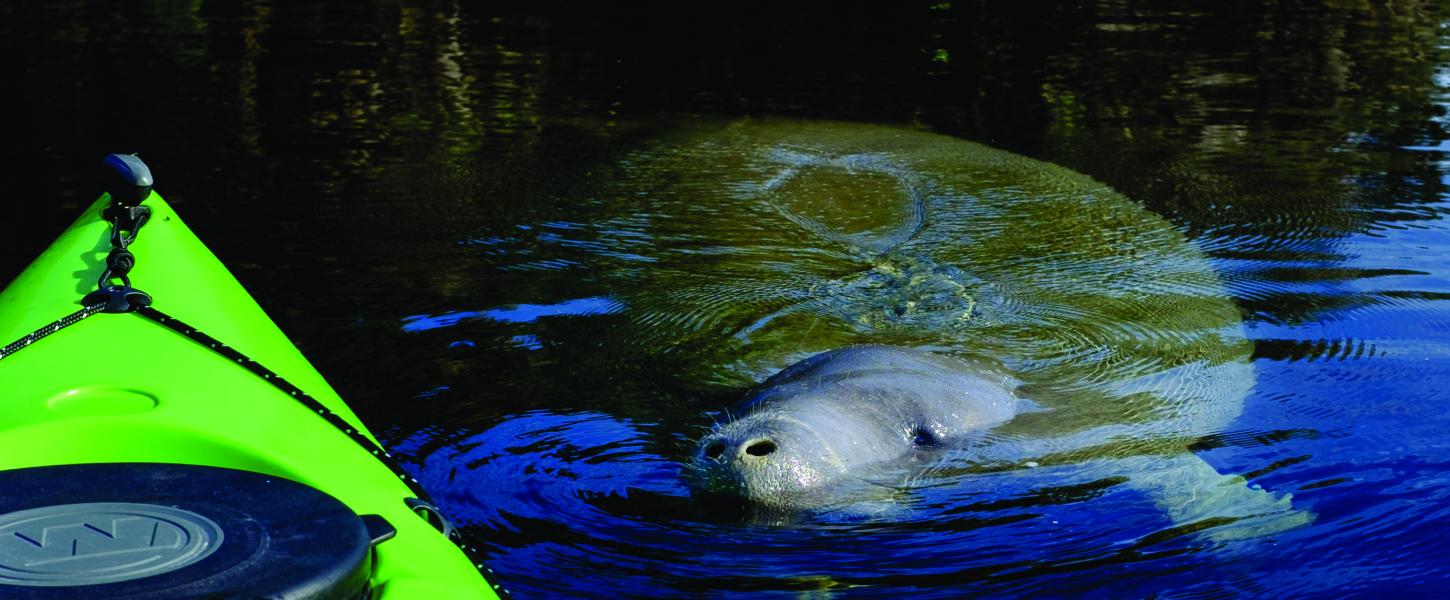 Manatee close to Kayak