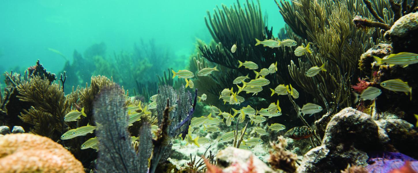 Coral Reef with Fish and other underwater sea creatures