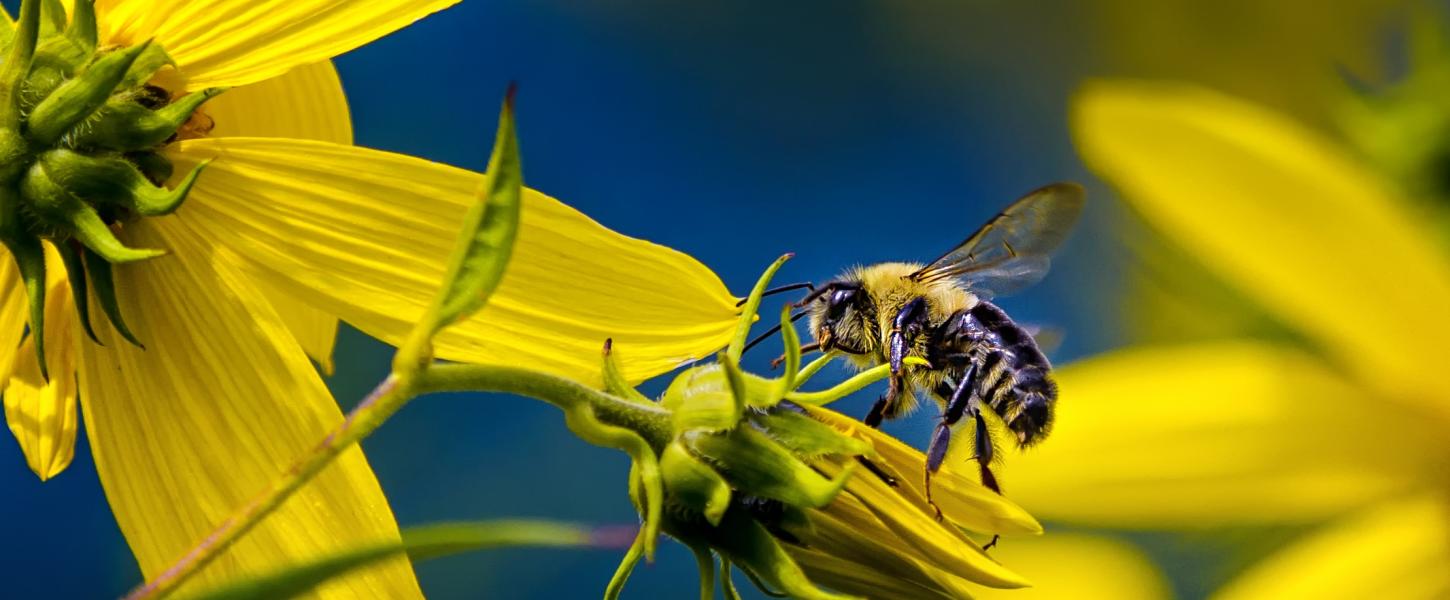 Bee in flower at Lake Louisa State Park