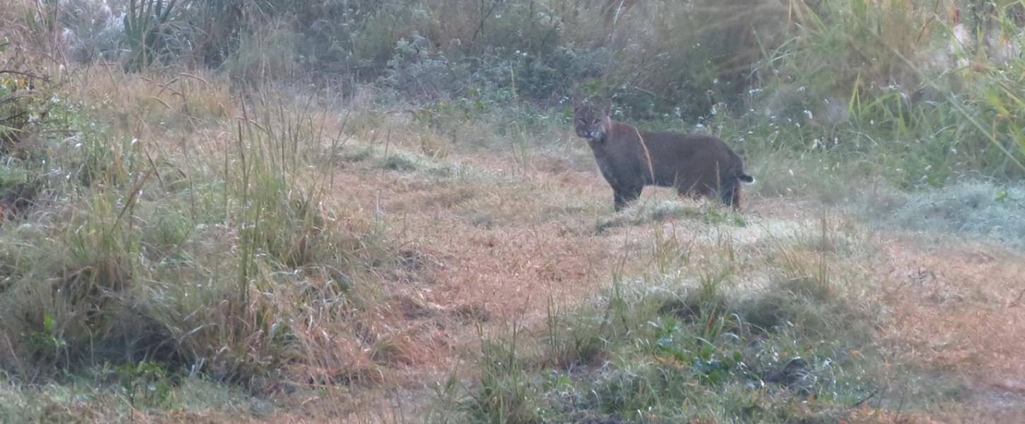 A view of a bobcat on a hiking trail.