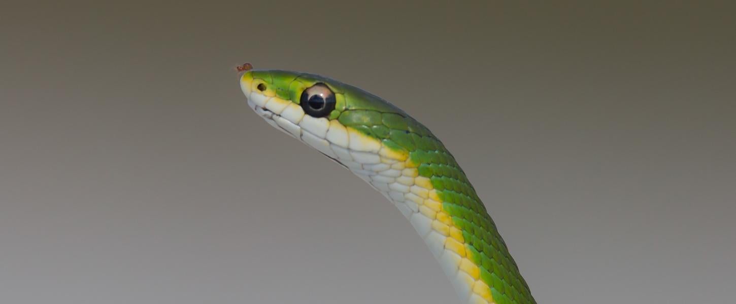 A rough green snake at Kissimmee Prairie Preserve State Park.