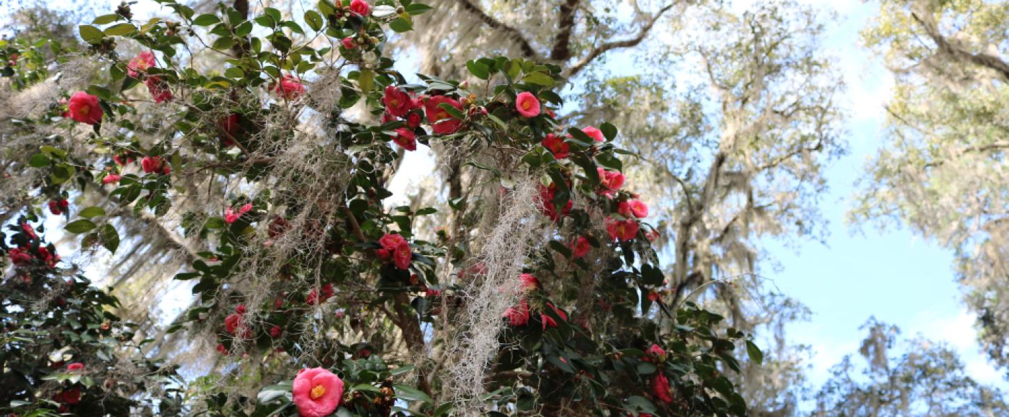 flowers, foliage, plants, camillias, azaeleas, dogwoods