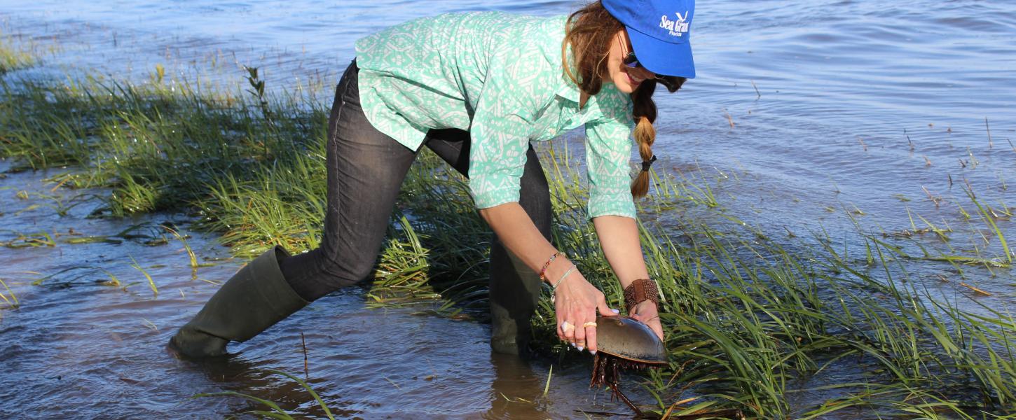 A researcher holds a horseshoe crab above the water. Photo courtesy Florida Sea Grant.