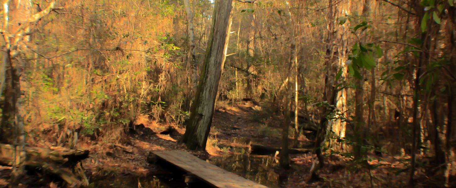 Blackwater, pine, turpentine tree