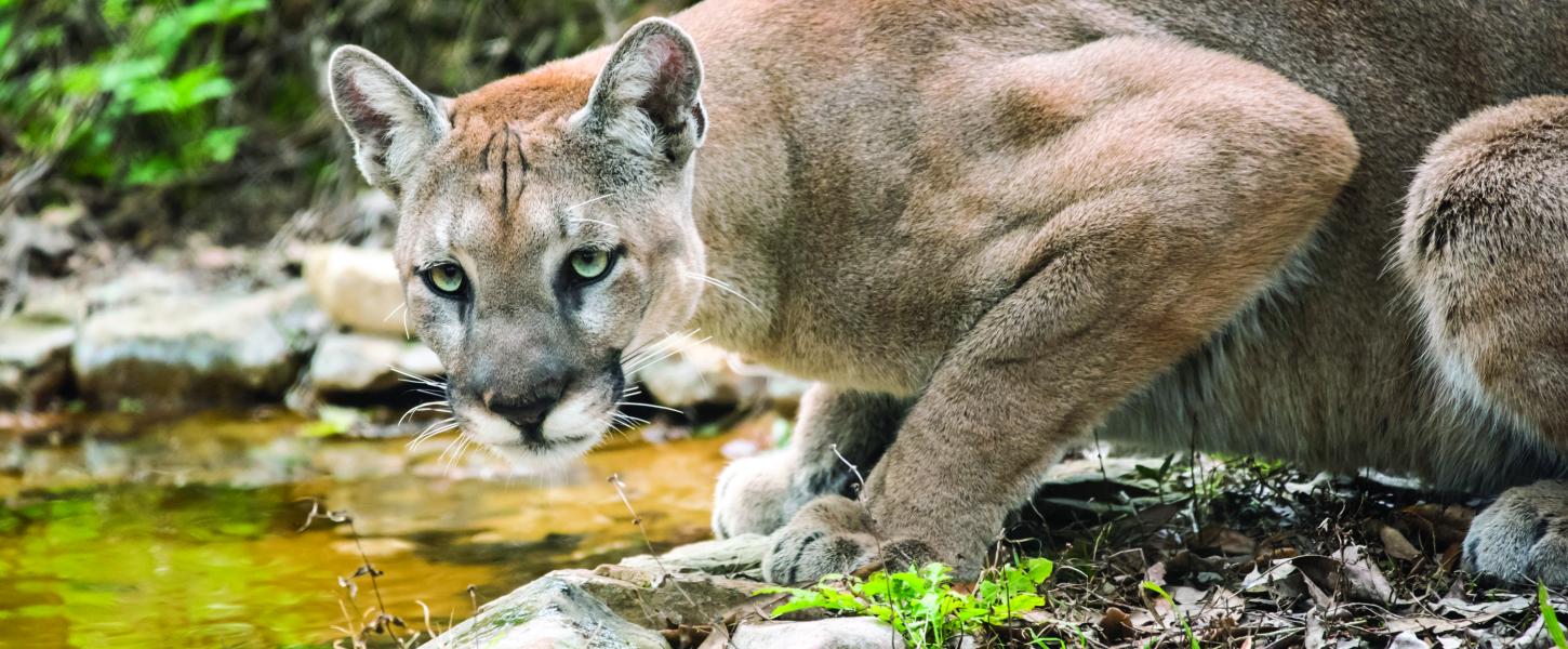 Florida panther photographed at Ellie Schiller Homosassa Springs Wildlife State Park.