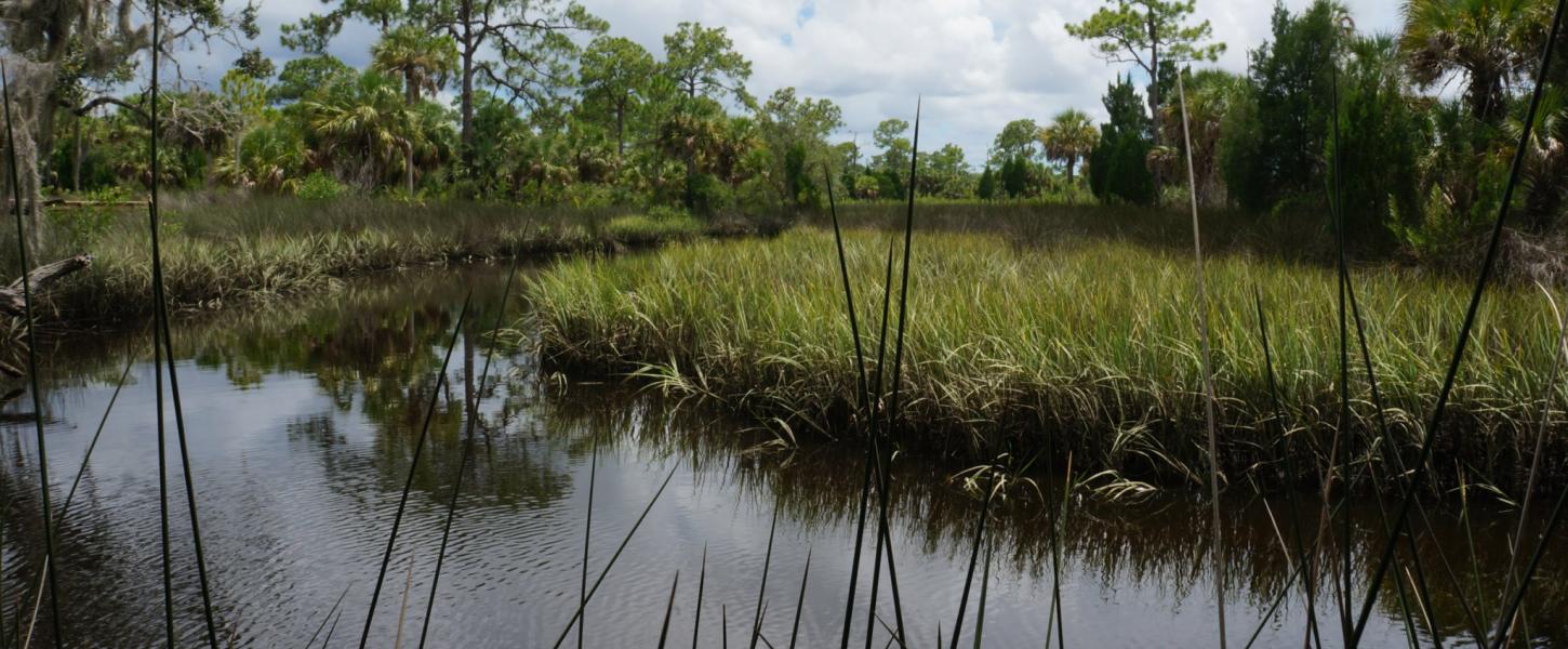 A view of the marsh at Werner-Boyce.