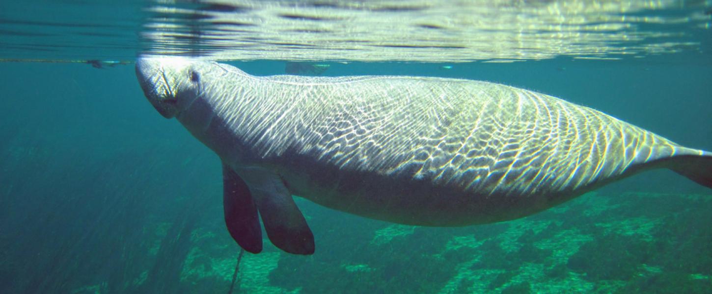 Manatee at Wakulla Spring