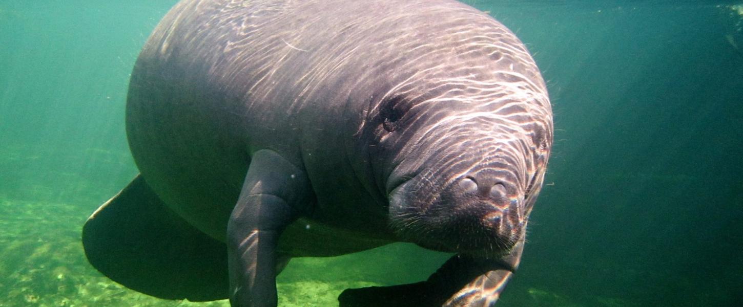 A manatee.