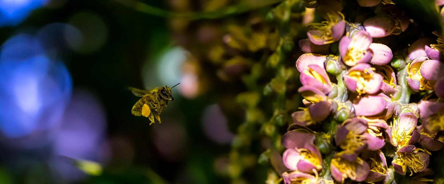 A bee with a yellow flower petal stuck to it flying towards a cluster of light purple flowers. 