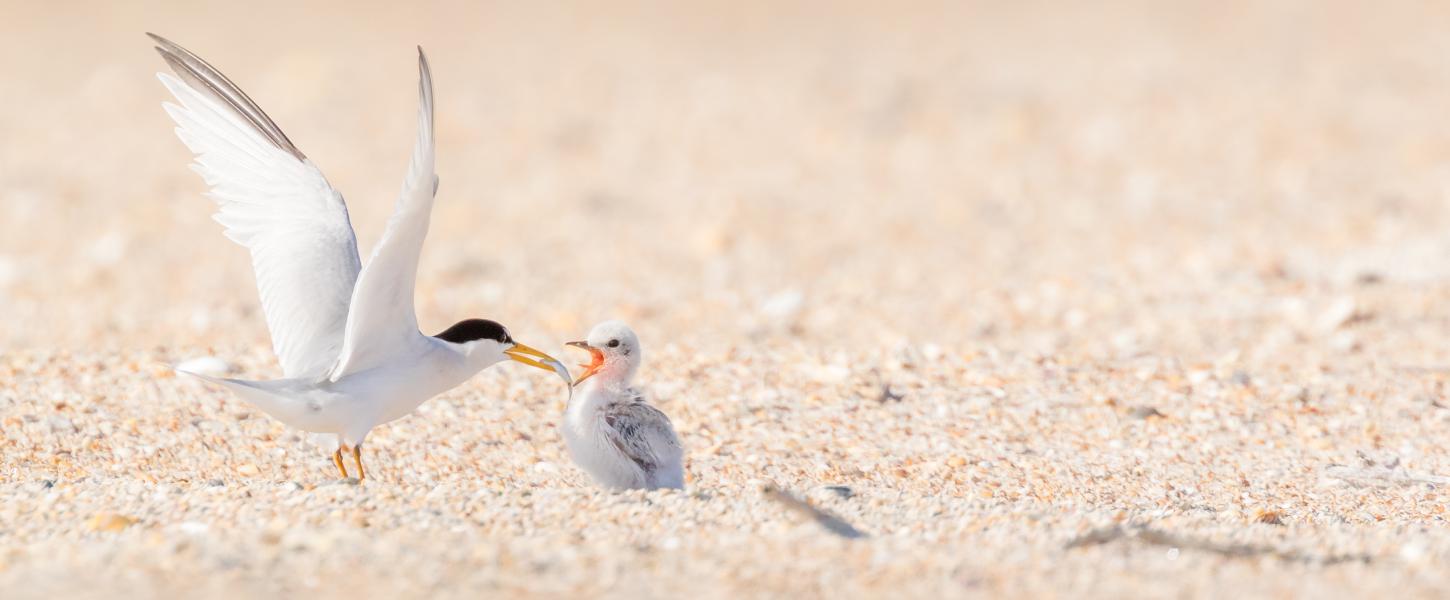 Shorebirds in Anastasia State Park. 