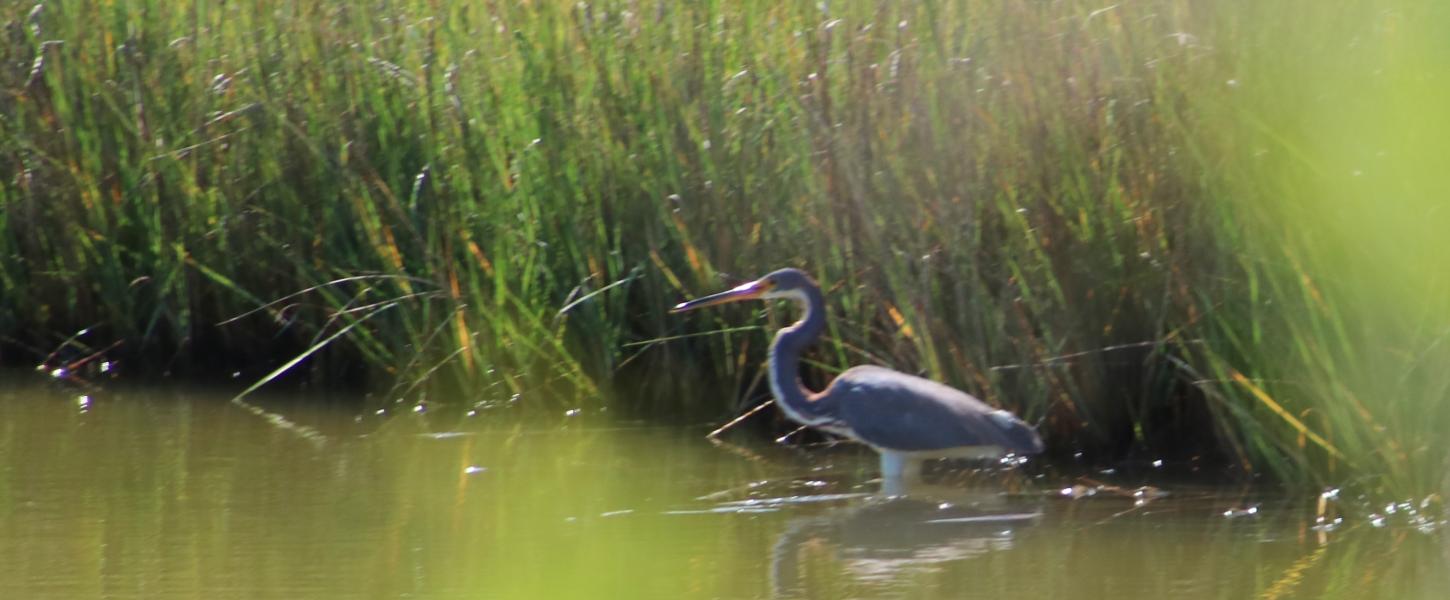 A view of a water fowl walking through the water.