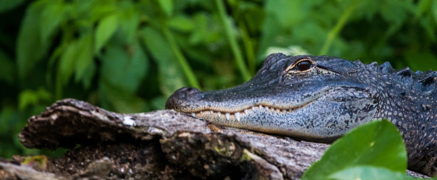 wildlife, animals, gator