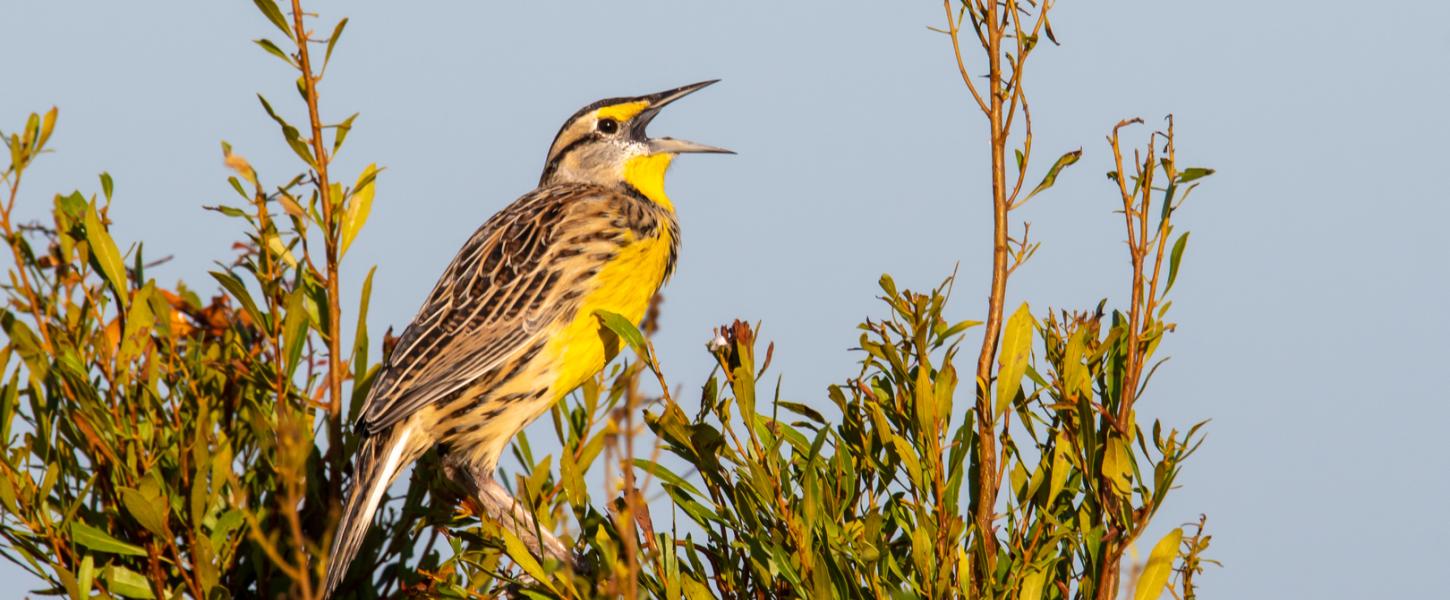 Birding at Kissimmee