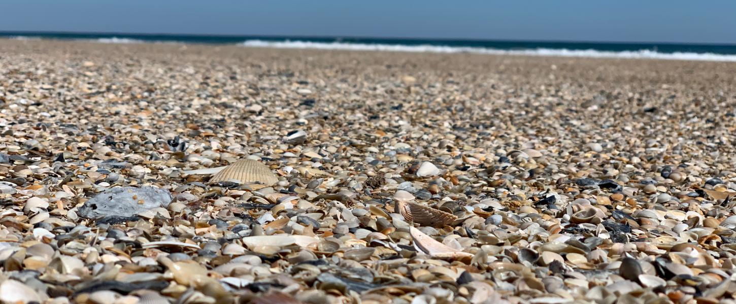 Shells on the Atlantic shoreline at Little Talbot Island State Park.