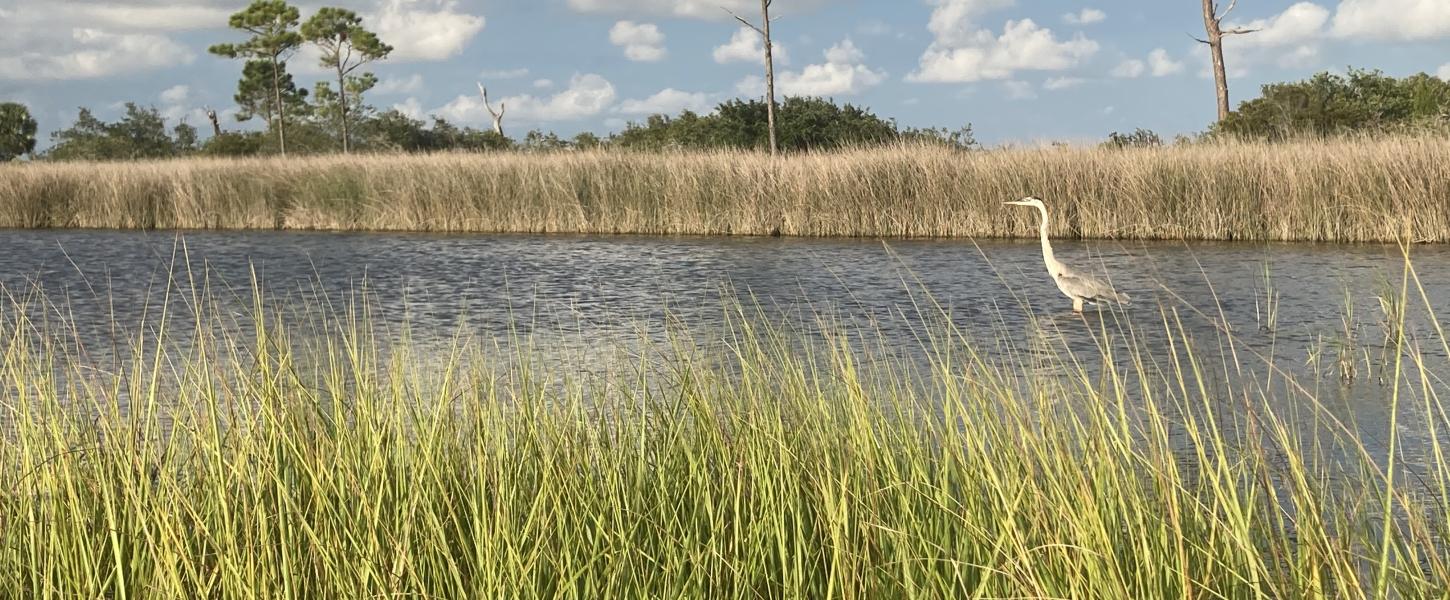 A vista in Big Lagoon State Park. 