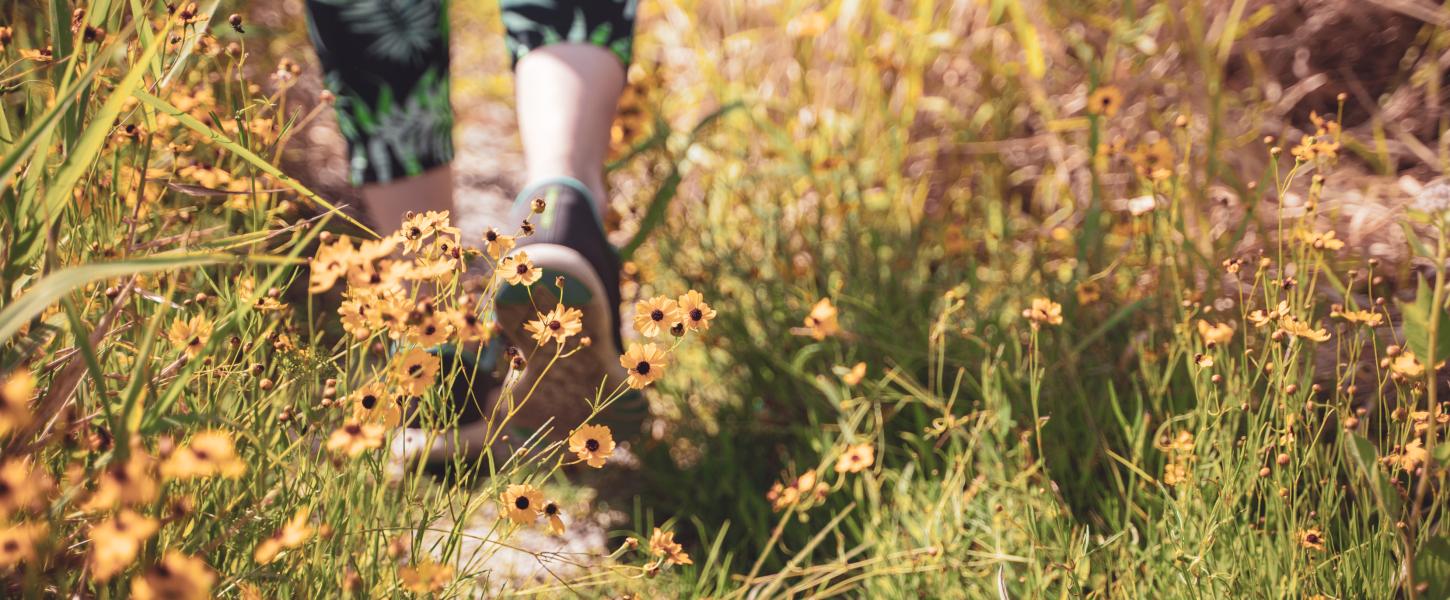 A person walks on a trail surrounded by yellow wildflowers at Myakka River State Park.