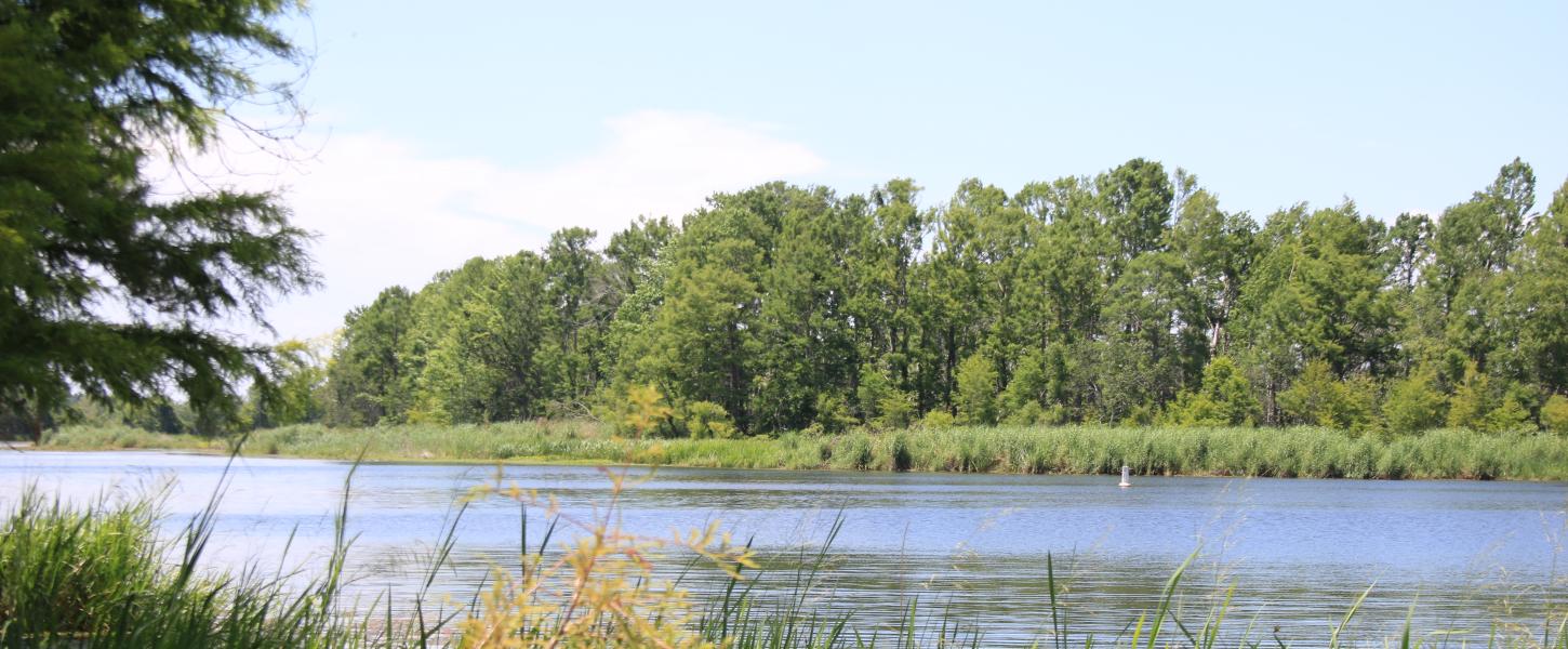 A view of lake seminole and the vegetation around it.