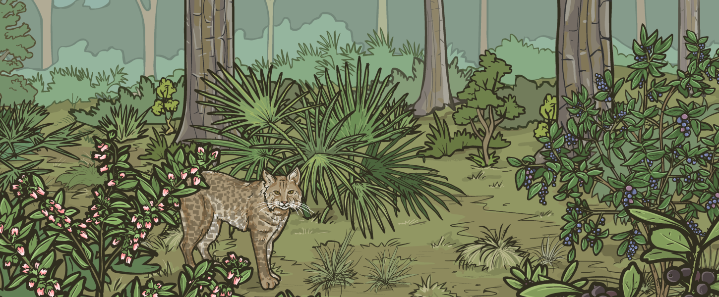 Illustration of mesic flatwoods natural community including pine trees and a bobcat. 
