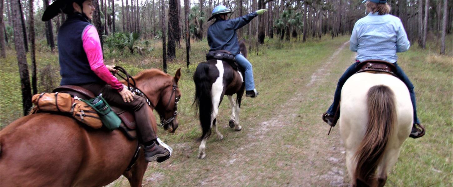 Equestrian Colt Creek