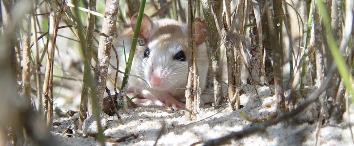 A view of the Anastasia Beach Mouse among the vegetation.