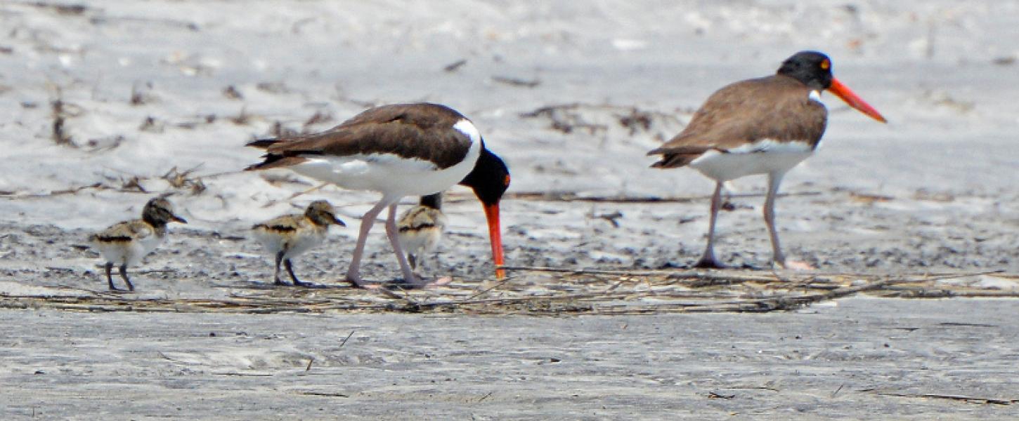 American oystercatchers with three chicks foraging on the beach.