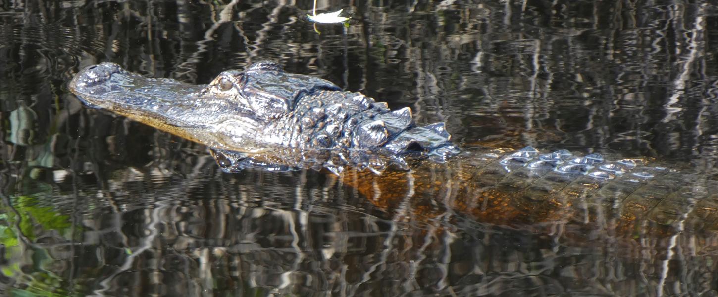 An American alligator floats on the South Fork of the St. Lucie River. 