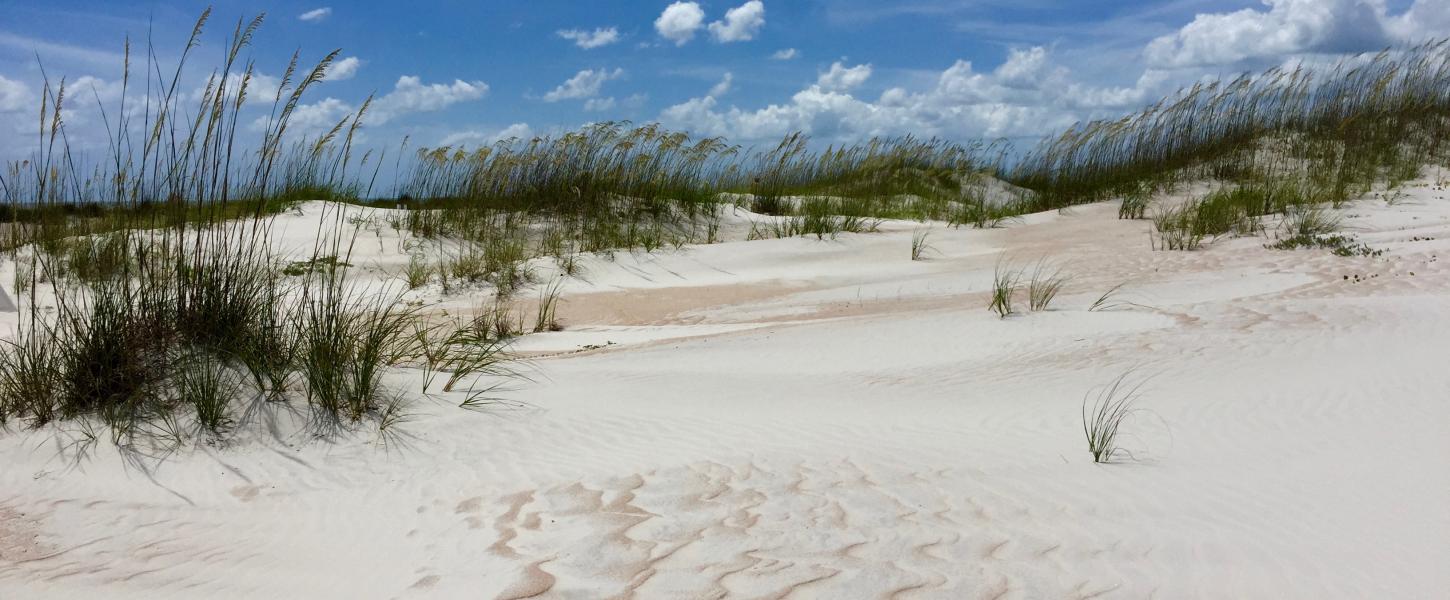 Anastasia State Park Dunes