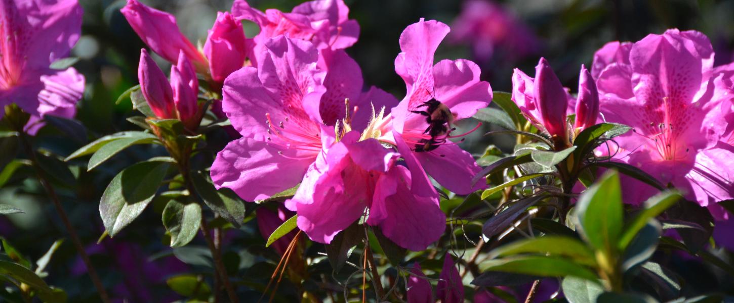 Pink flowers with green leaves. 